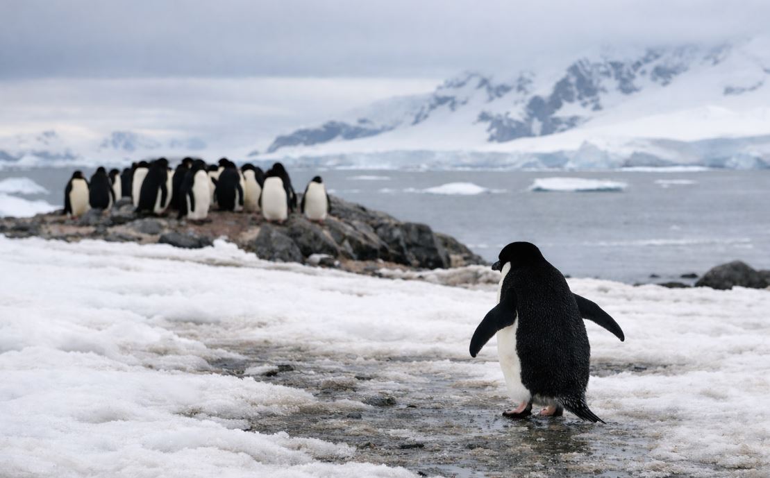 Bir pinqvinin sürüdən ayrılaraq təkbaşına uzaqlaşdığı görüntülər sosial mediada milyonlarla